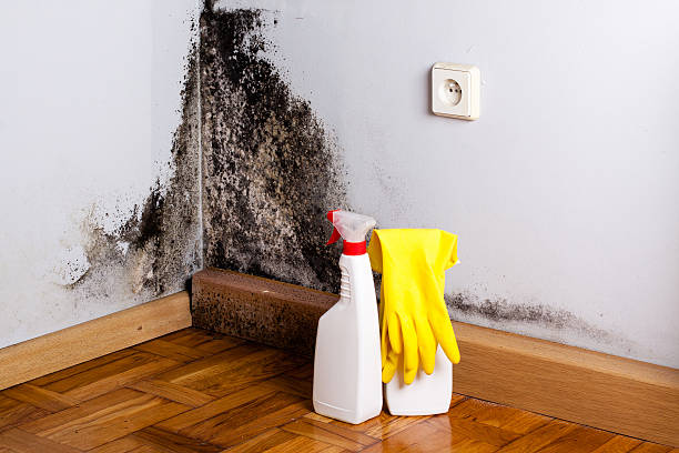 Best Mold Removal and Inspection  in Cabool, MO